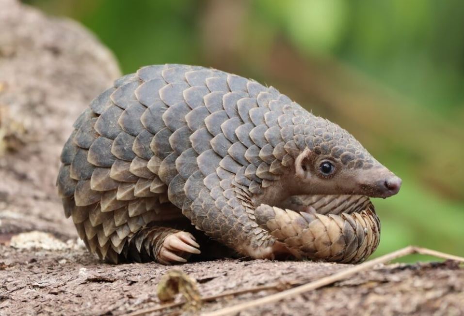 Pangolin